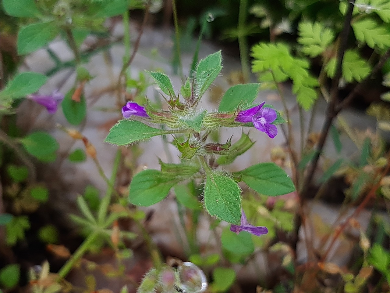 Clinopodium graveolens