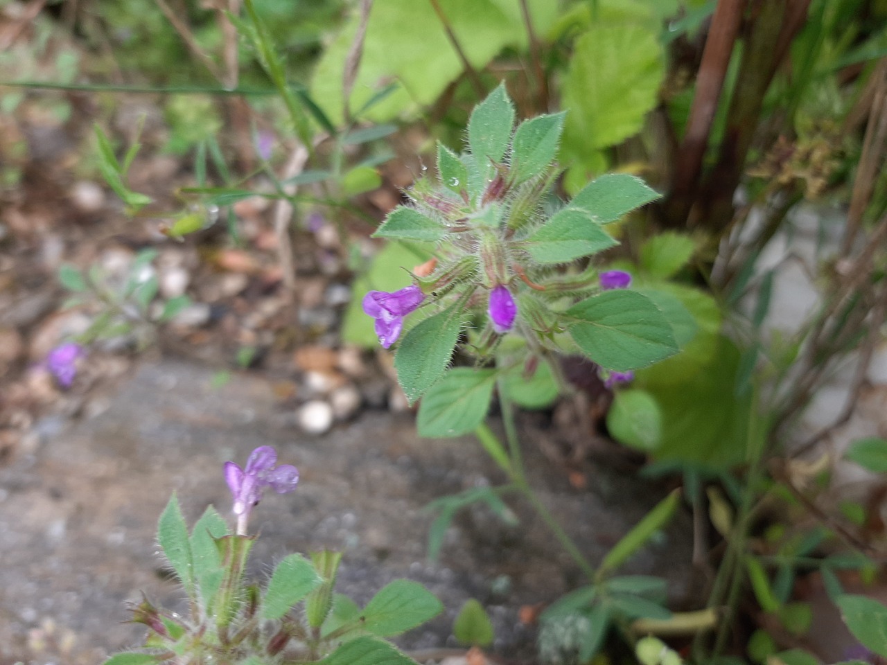 Clinopodium graveolens