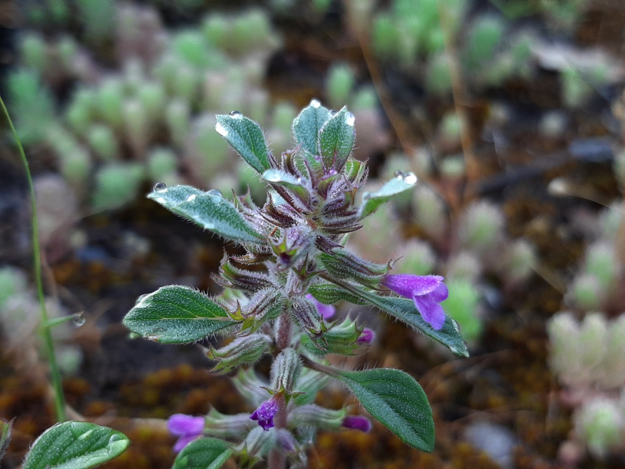 Clinopodium graveolens