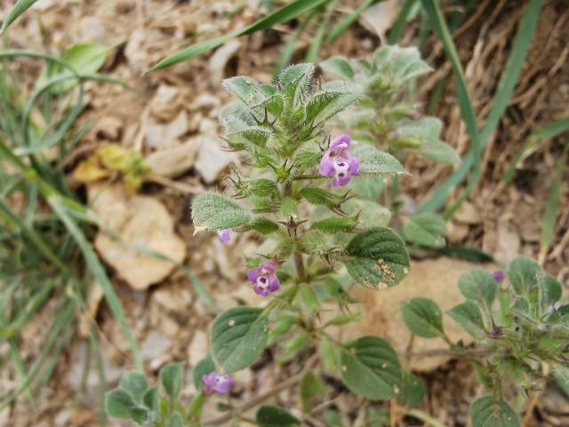 Clinopodium graveolens