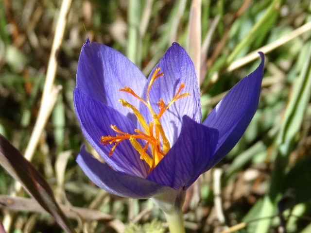 Crocus speciosus