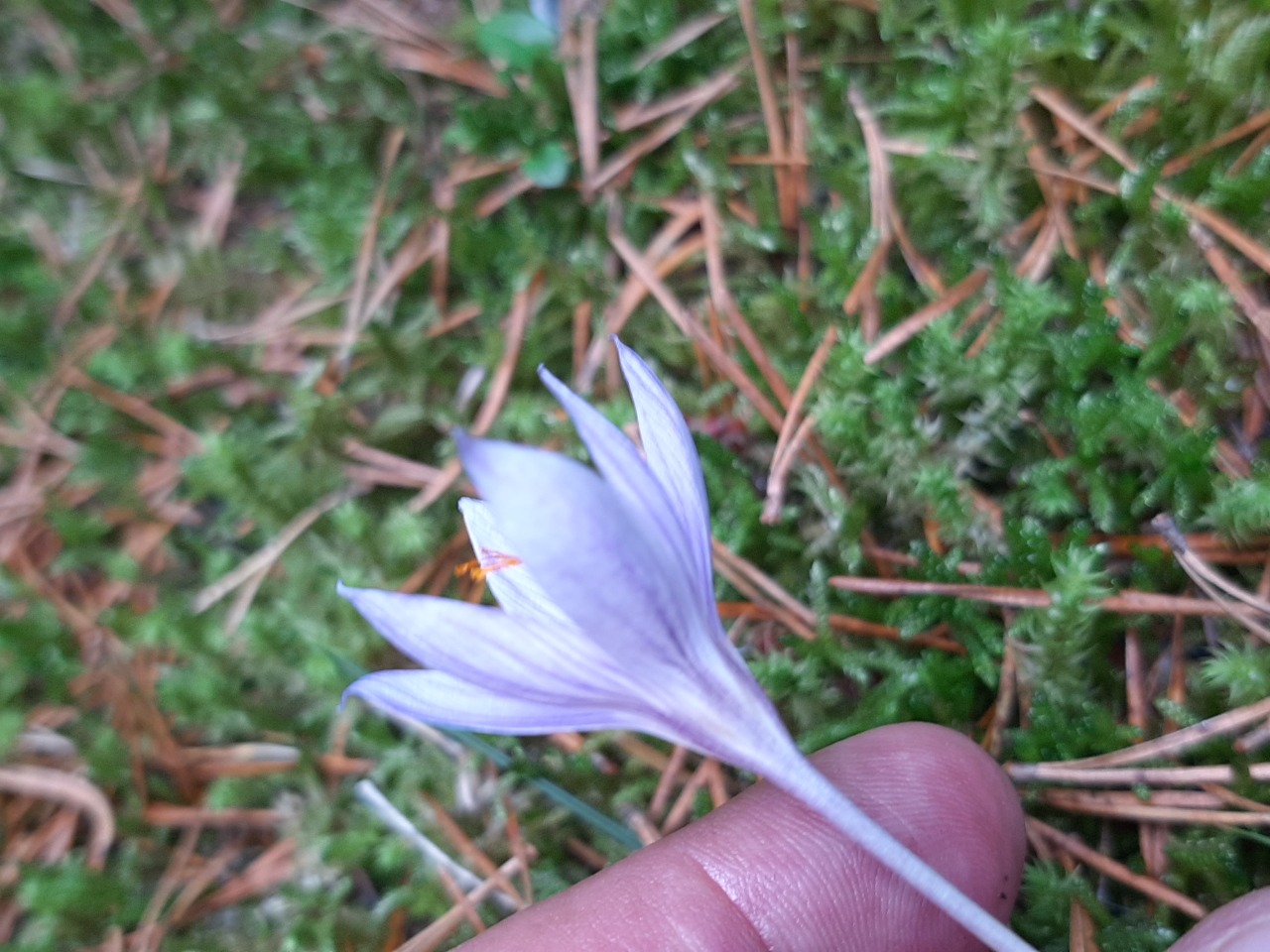 Crocus speciosus