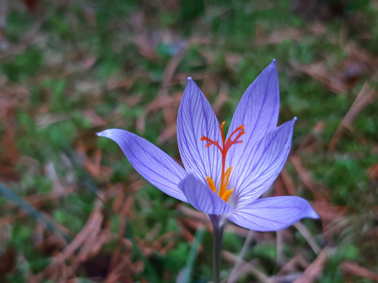 Crocus speciosus