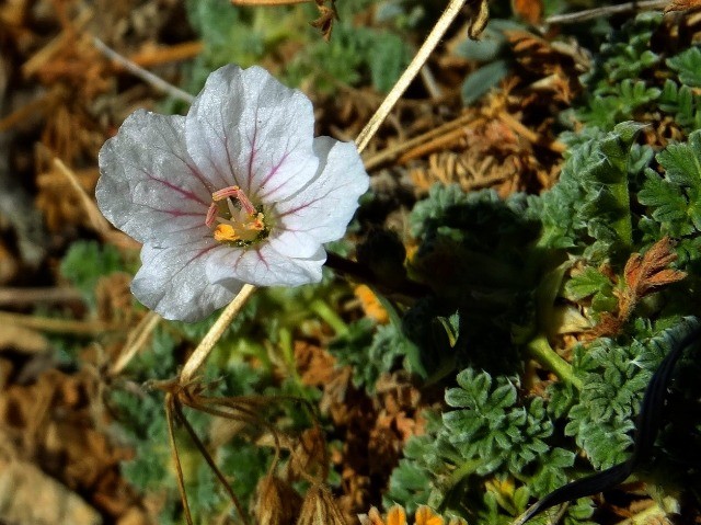 Erodium sibthorpianum