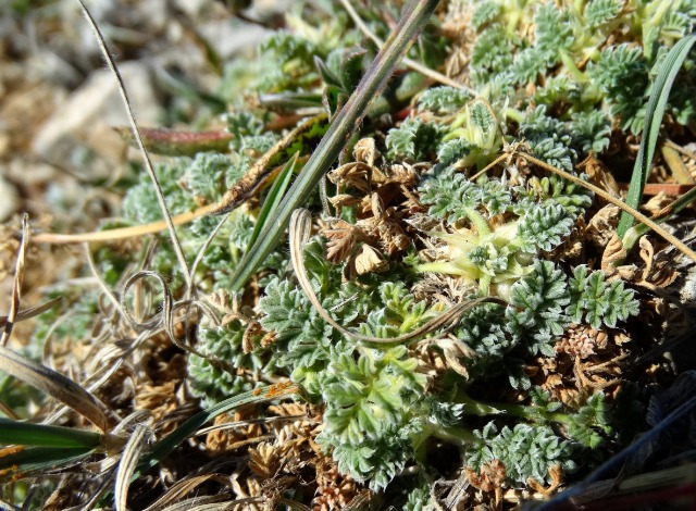 Erodium sibthorpianum