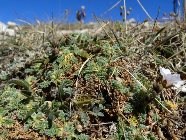 Erodium sibthorpianum