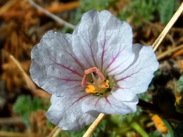 Erodium sibthorpianum