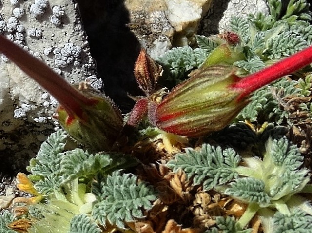 Erodium sibthorpianum