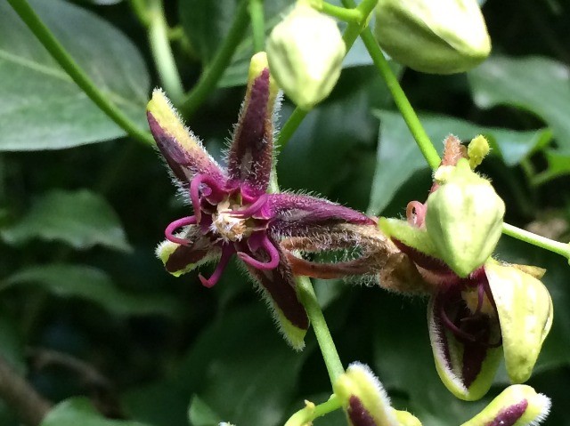 Periploca graeca
