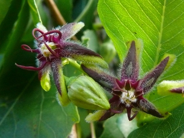 Periploca graeca