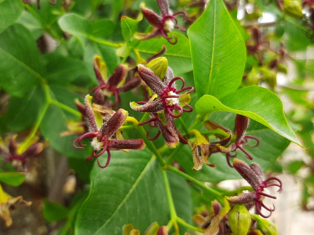 Periploca graeca