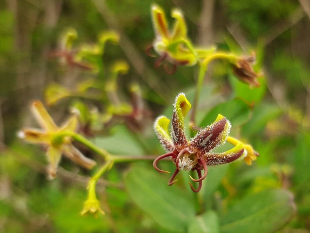 Periploca graeca