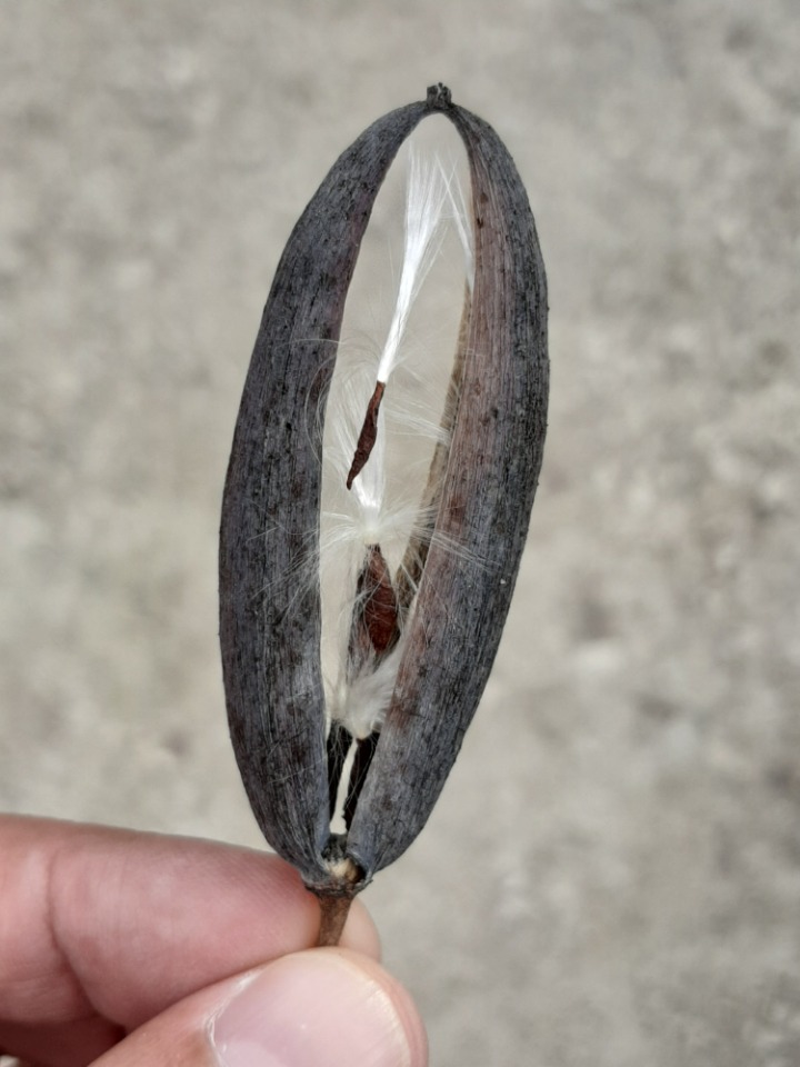Periploca graeca