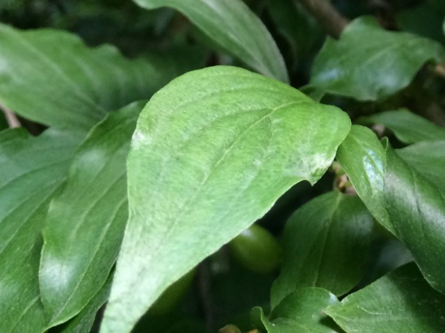 Periploca graeca