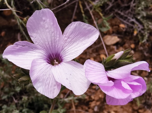 Linum hirsutum