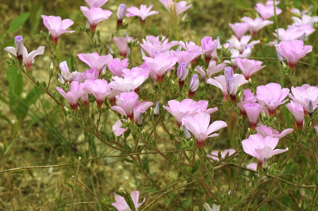 Linum hirsutum