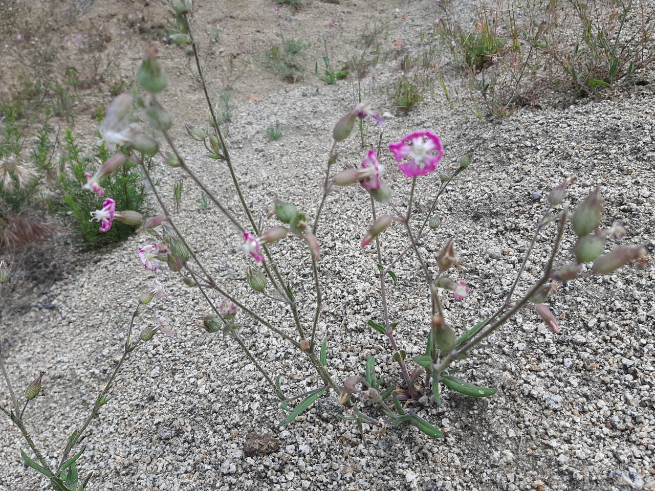 Silene subconica