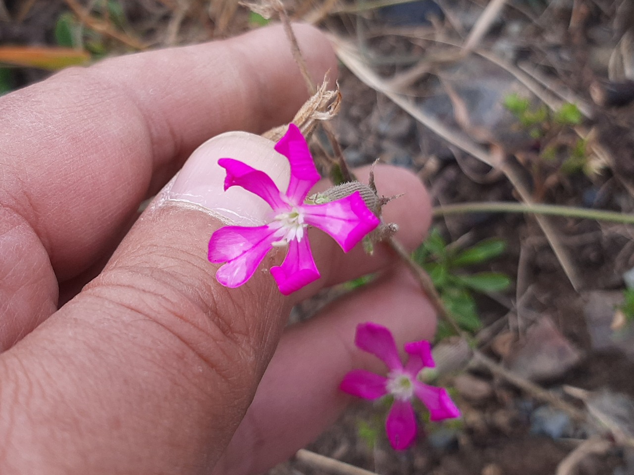 Silene subconica