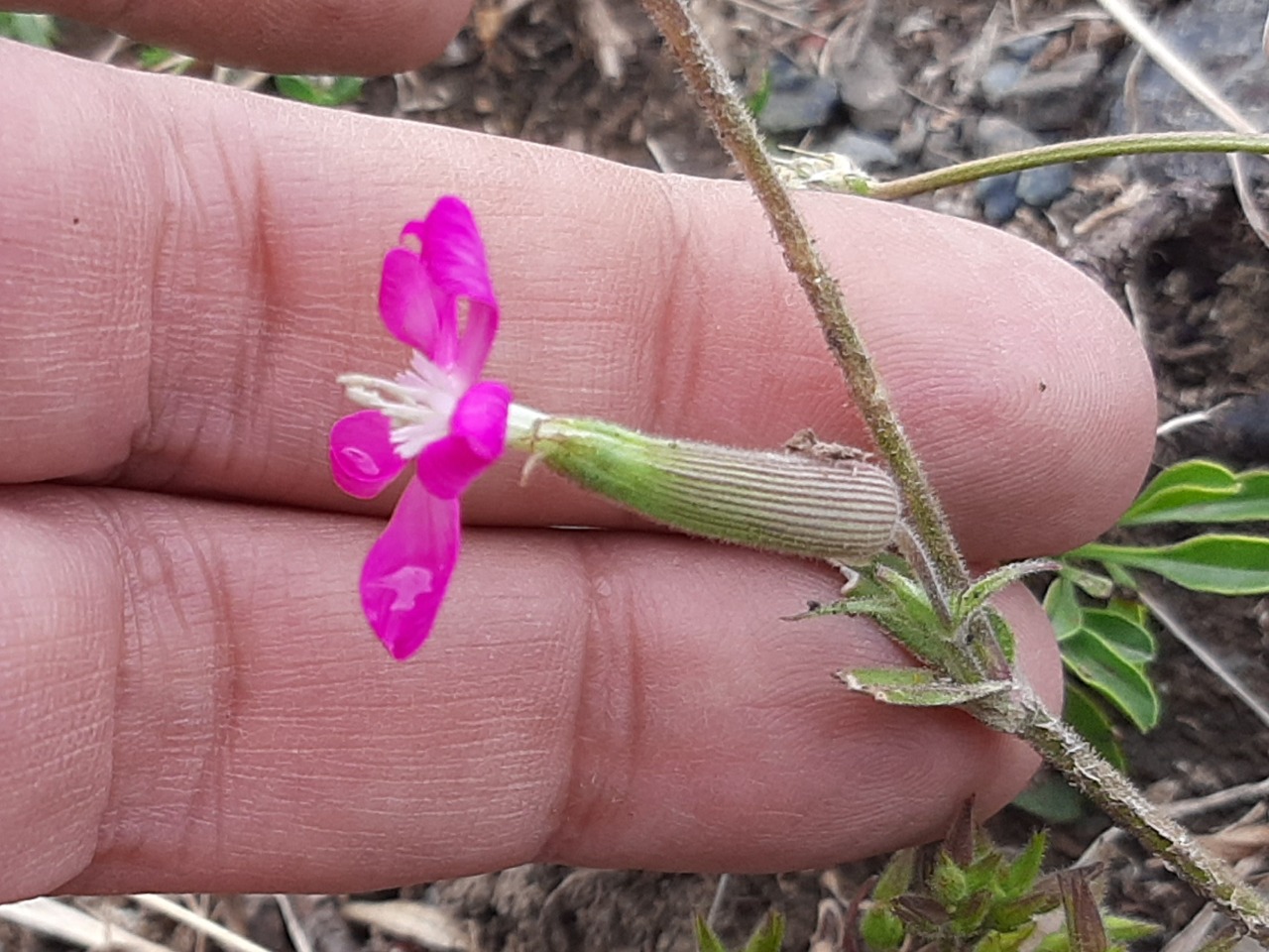 Silene subconica