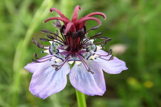 Nigella segetalis