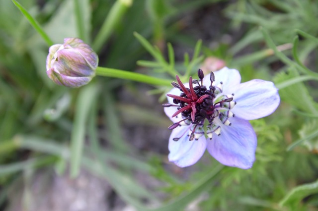 Nigella segetalis