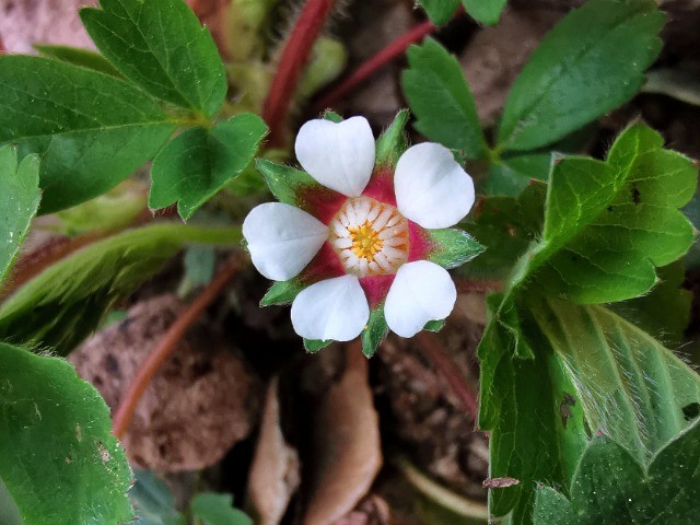 Potentilla micrantha