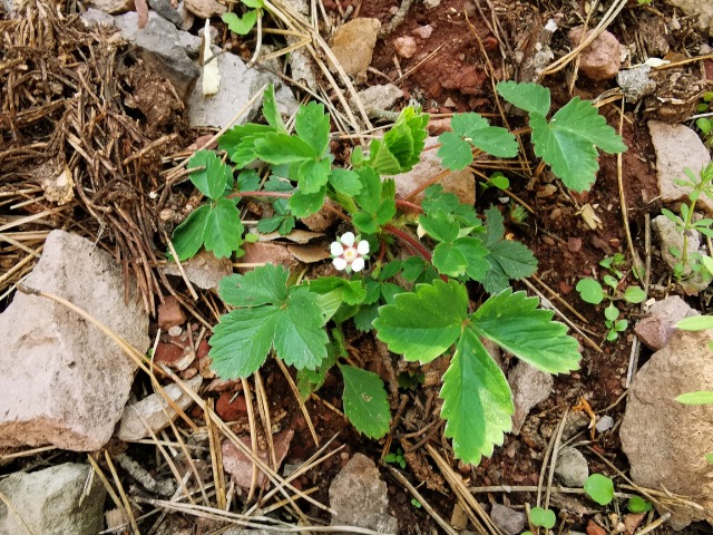 Potentilla micrantha