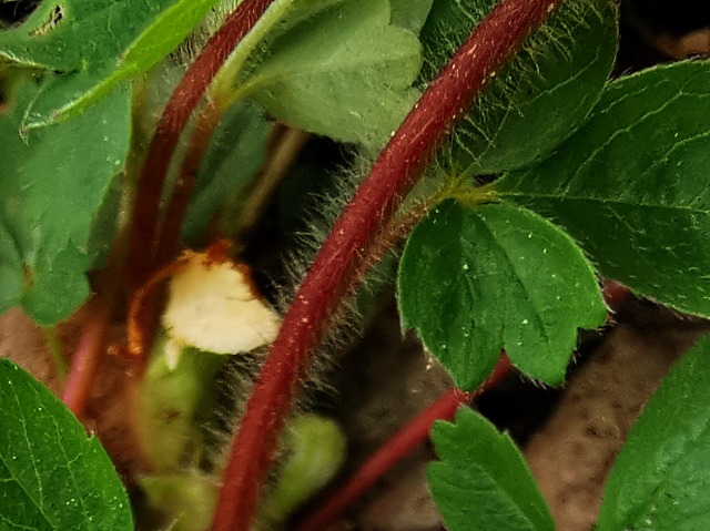 Potentilla micrantha