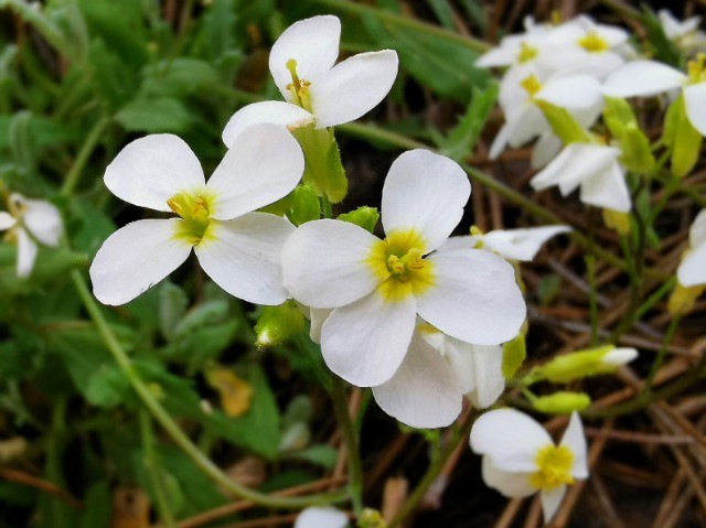 Arabis alpina