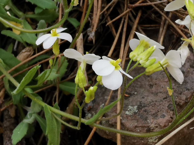 Arabis alpina