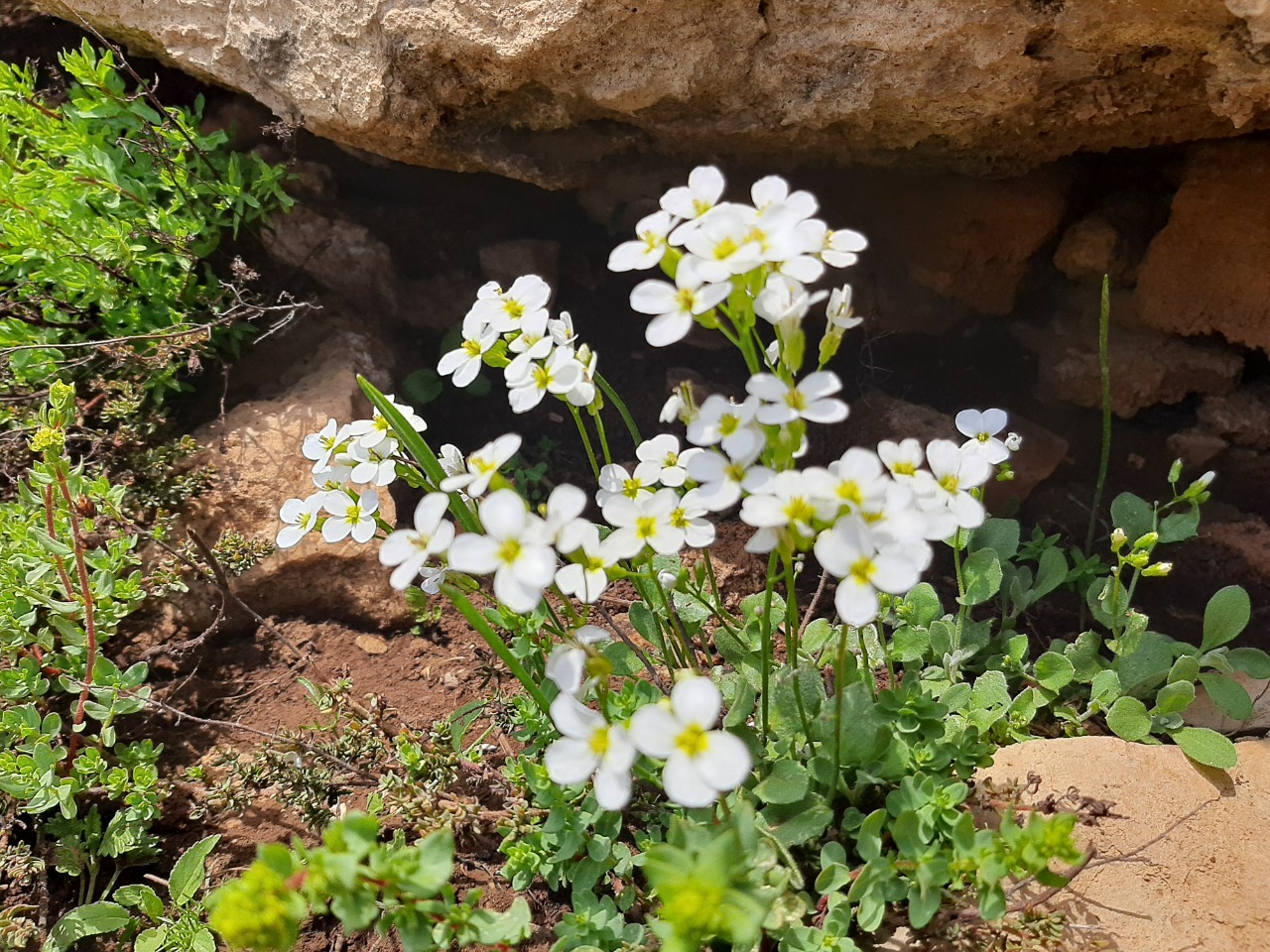Arabis alpina