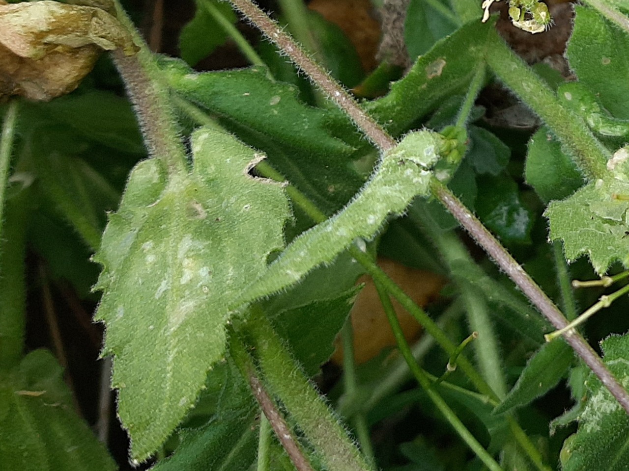 Arabis alpina