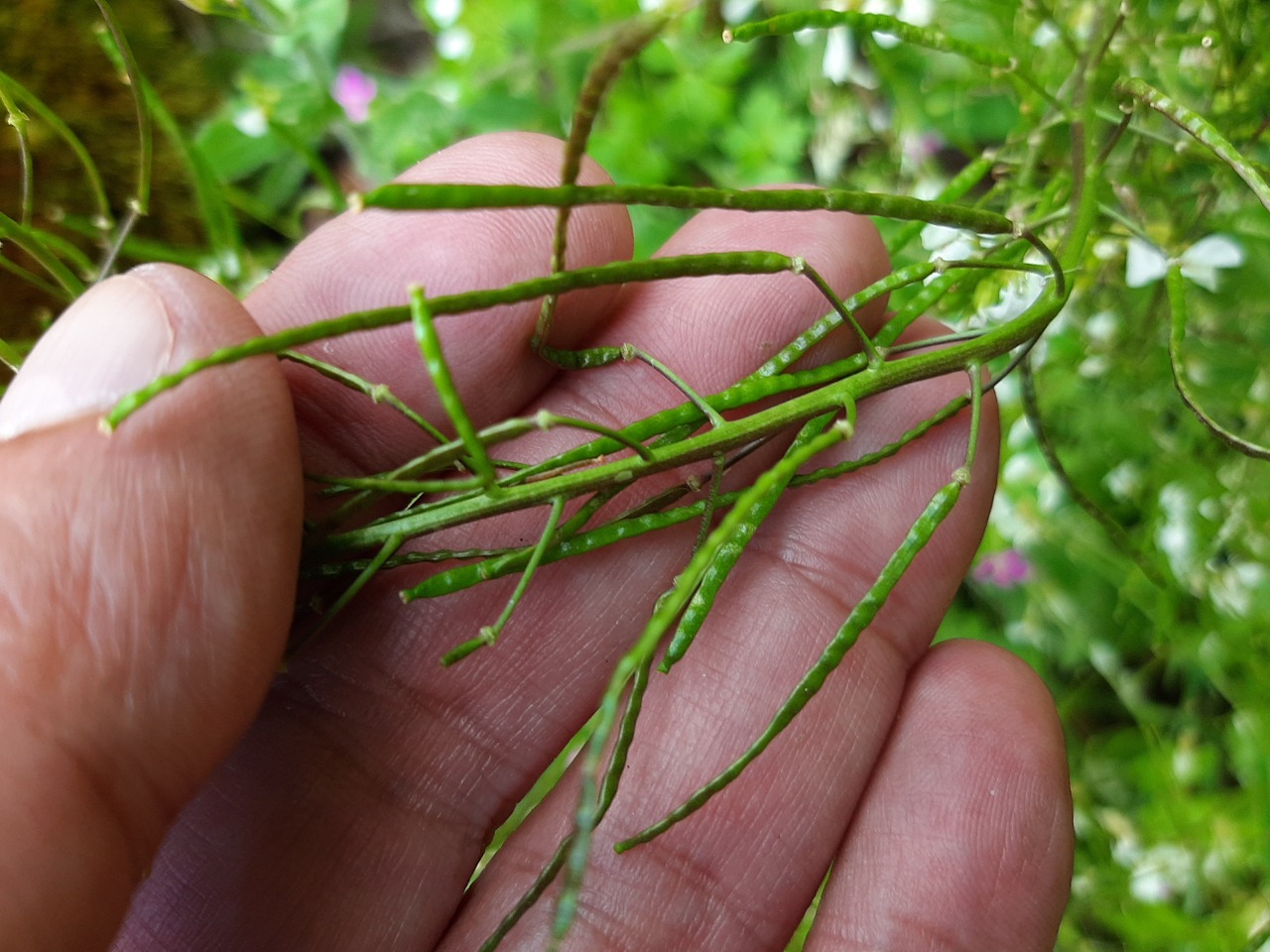 Arabis alpina