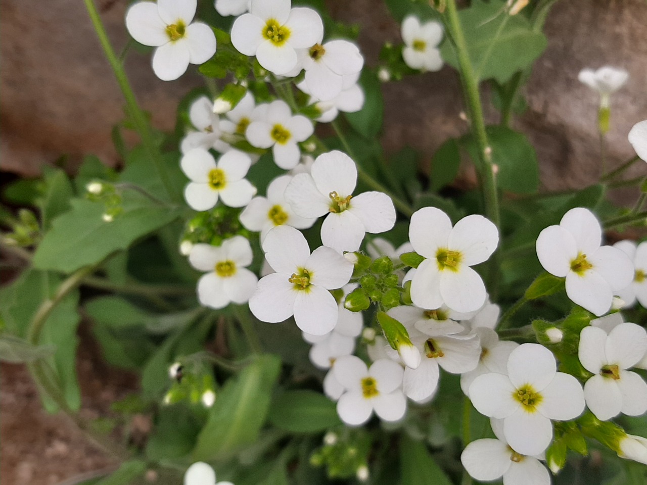 Arabis alpina