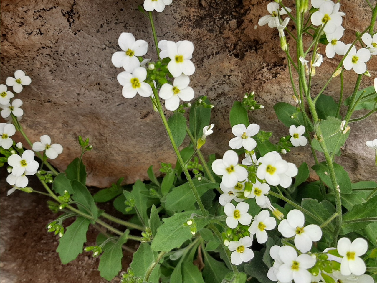 Arabis alpina