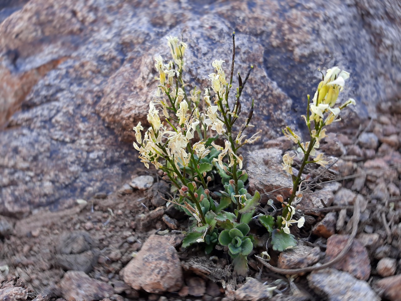 Arabis alpina