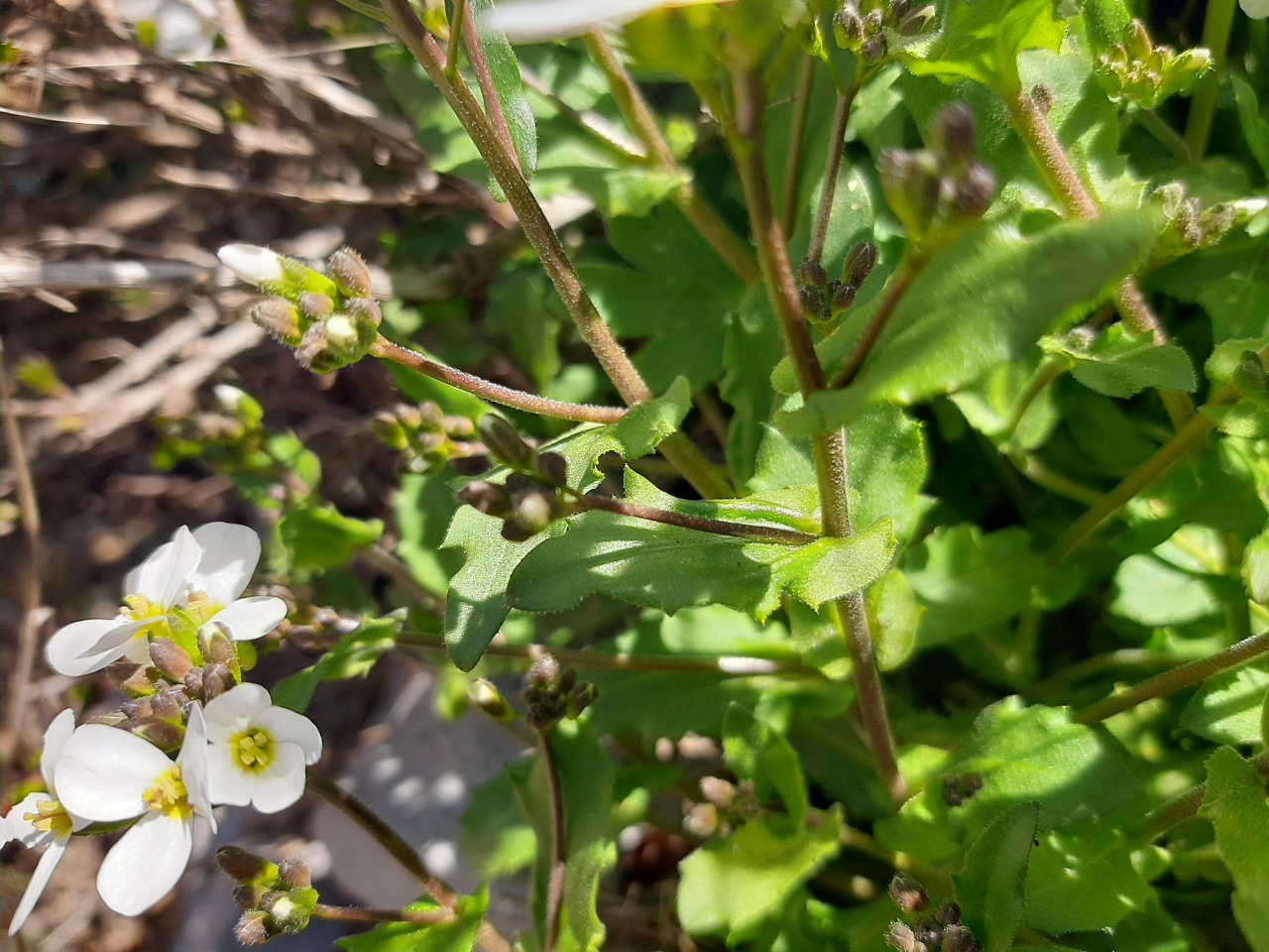 Arabis alpina