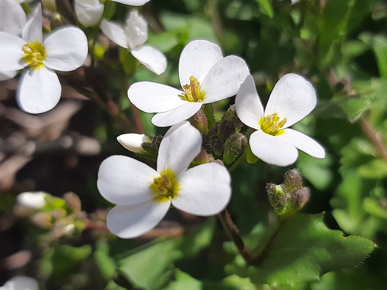 Arabis alpina
