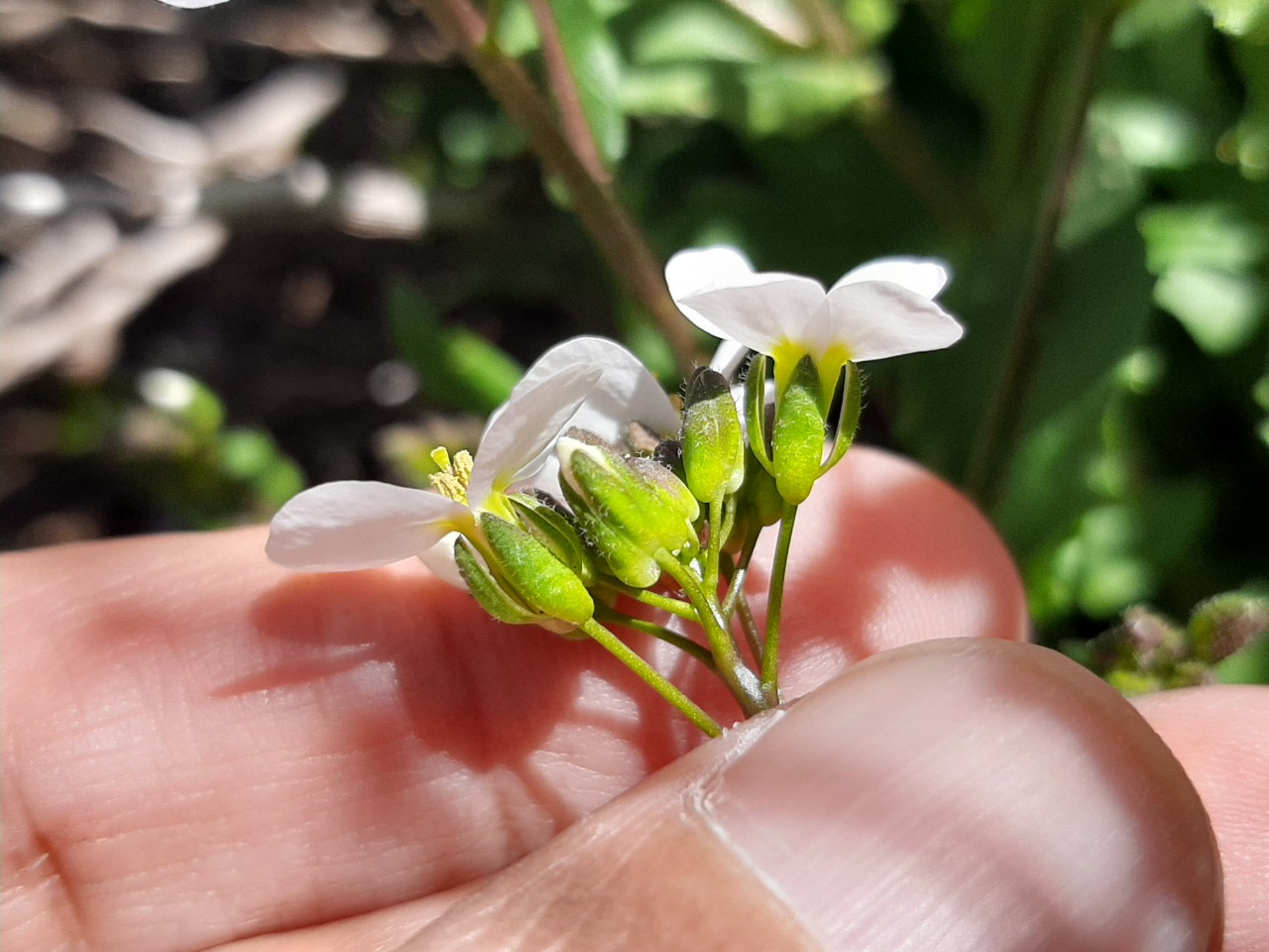 Arabis alpina