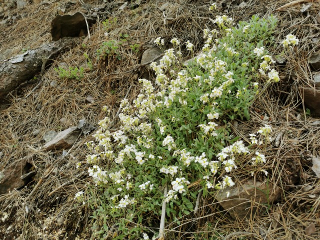 Arabis alpina
