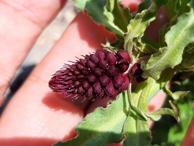 Lysimachia atropurpurea