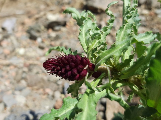 Lysimachia atropurpurea