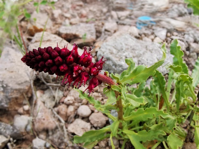 Lysimachia atropurpurea