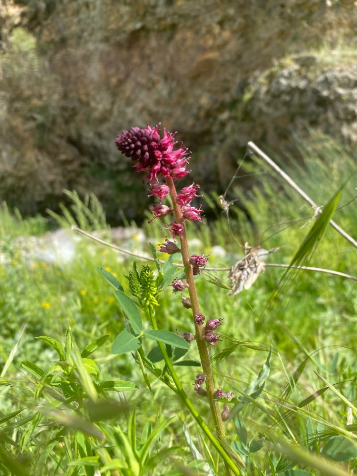 Lysimachia atropurpurea