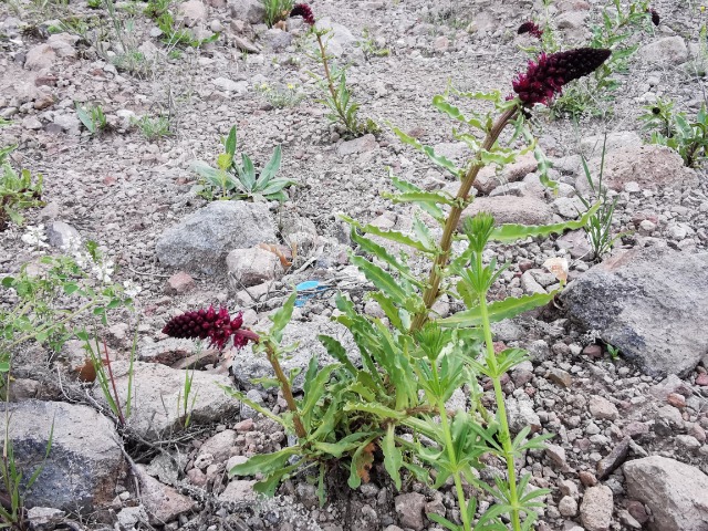 Lysimachia atropurpurea