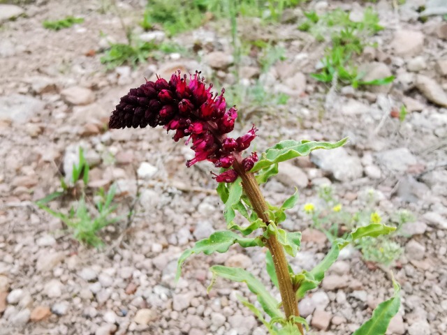 Lysimachia atropurpurea