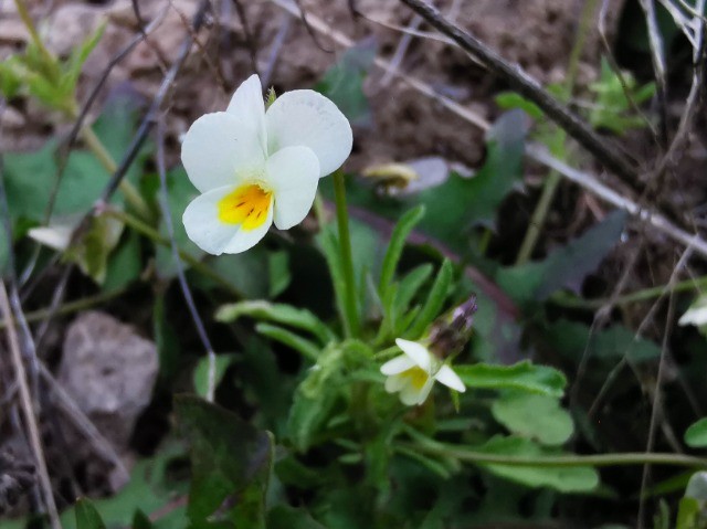 Viola arvensis