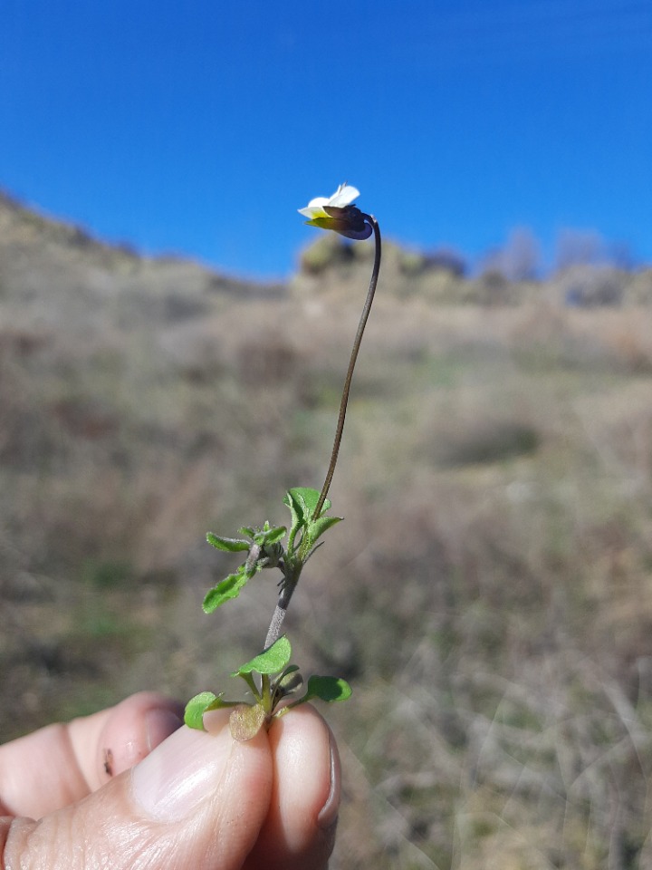 Viola arvensis