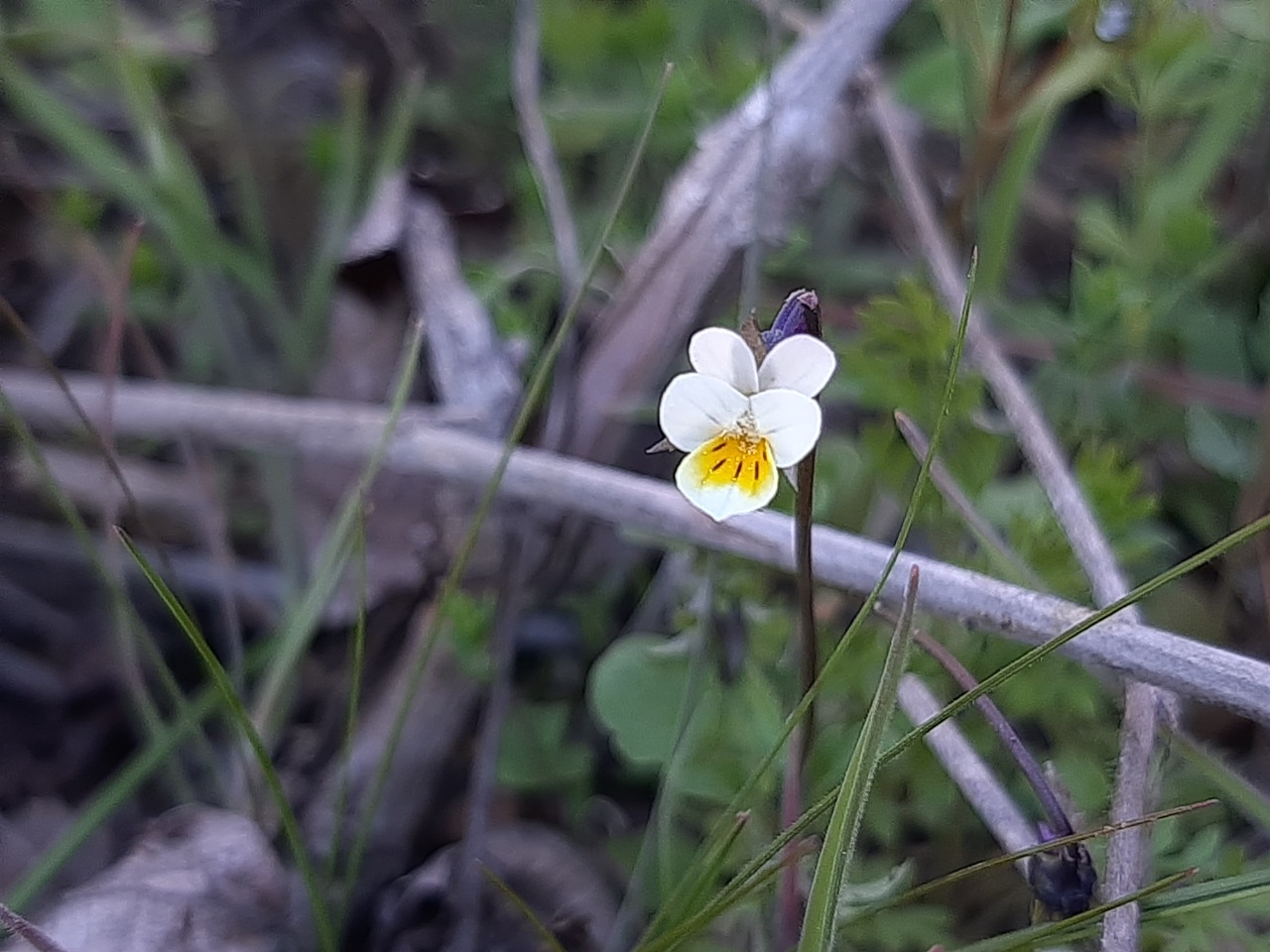 Viola arvensis