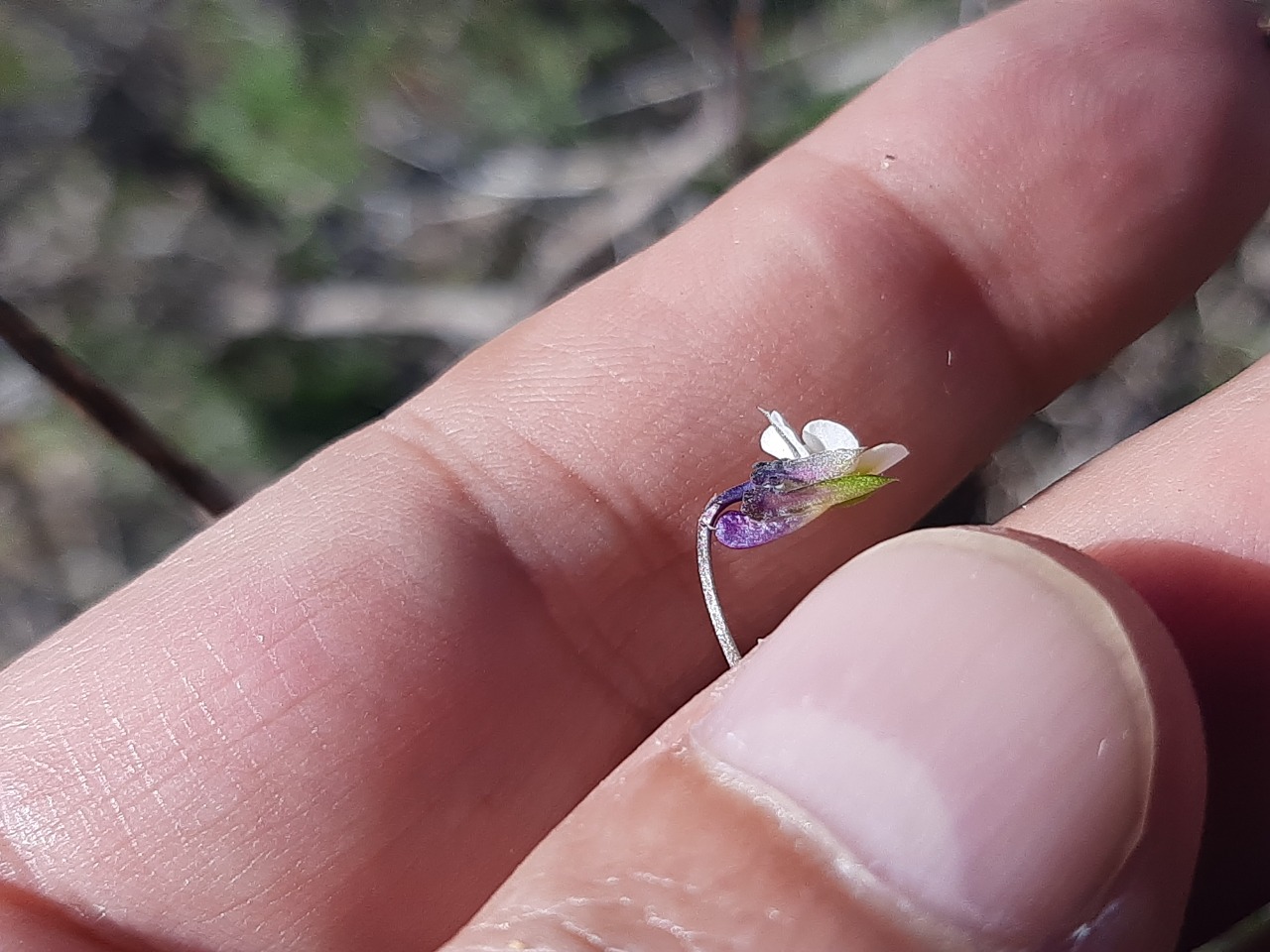 Viola arvensis